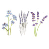Tatouage ephemere -lavande et fleurs bleues des champs en aquarelle