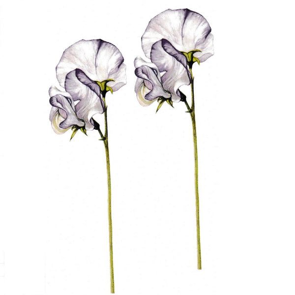 Tatouage ephemere (faux tatouage temporaire) de 2 fleurs violettes réalistes. 