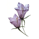 Faux tatouage ephemere fleur violette campanule - Skindesigned