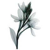 Tatouage éphémère - Tulipe aquarelle transparente - Skindesigned