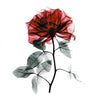 Tatouage éphémère - Rose aquarelle transparente - Skindesigned
